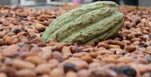 Sector cacaotero, firme y en constante desarrollo: SEDAFOP