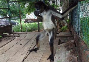 Asegura PROFEPA 2 monos Araña en Kanachén, municipio de Maxcanú, Yucatán