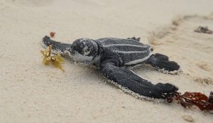 Gobierno municipal de Benito Juárez comprometido con la conservación de especies