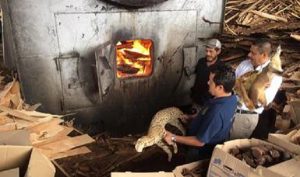 Destruye PROFEPA 26 piezas, subproductos de ejemplares de vida silvestre en Nayarit
