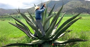 Hijo de maguey, mecate