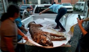 Apoya PROFEPA traslado de restos de un Tigre de Bengala a Facultad de Biología de la UNAM