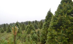 Invita SEDEREC a adquirir árboles de navidad cultivados en zona rural de CDMX