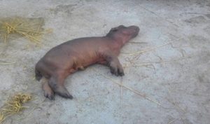 Verifica PROFEPA causa de muerte de cría de Hipopótamo en la UMA Zooselva en Acapulco