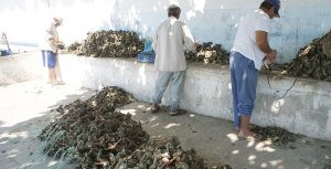 Cuadruplican producción ostrícola en Tabasco