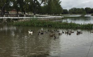 Libera PROFEPA 60 Patos de Collar en laguna de Higueras, Nuevo León