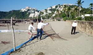 Recata y libera PROFEPA a dos tortugas en Acapulco