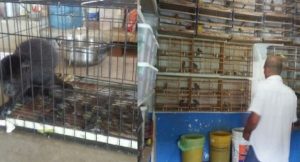 Asegura PROFEPA 50 aves canoras y 2 ejemplares de mono saraguato en Tabasco