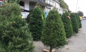 Sube el precio de los árboles de Navidad en Veracruz