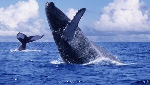 Las aguas mexicanas reciben a la ballena gris