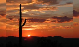 Los secretos del saguaro gigante del desierto