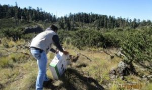 Reintegra PROFEPA cinco ejemplares de vida silvestre en el parque nacional el Chico en Hidalgo