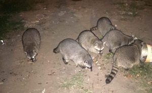 Avistan mapaches en colonias de Veracruz