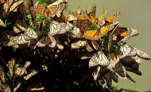 La mariposa Monarca, símbolo de la salud de los ecosistemas