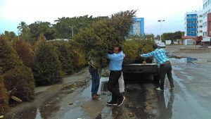 Invita Centro a participar en reciclaje de árboles de Navidad