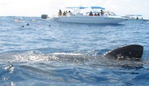 Disponible, consulta pública del proyecto de norma sobre observación y nado con Tiburón Ballena