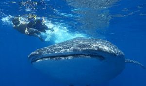 Protege la PROFEPA al tiburón ballena en 2017 durante actividades de nado y buceo libre