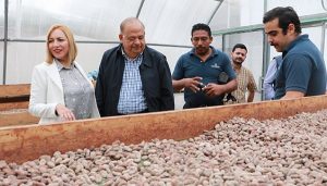Gestionó gobierno de Tabasco 120 MDP para cacaoteros