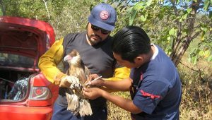 Reintegra PROFEPA un ejemplar Caracara a su hábitat en Colima