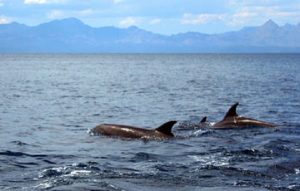 Complejo Lagunar Ojo de Liebre, 46 años como zona de refugio para ballenas y ballenatos