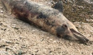 Atiende PROFEPA incidencia de Delfín muerto en Seybaplaya, Campeche