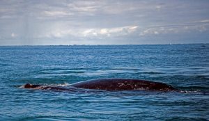 Visita a la ballena gris y atrévete a vivir esta experiencia