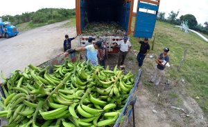 Reanudan productores de La Isla exportación de plátano macho a EU