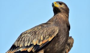 Avistamientos de águila real en varios estados; el más reciente, en Tecate, BC
