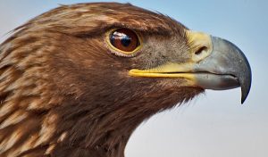 Águila real, símbolo y compromiso de conservación