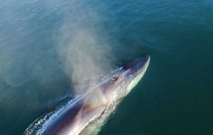 La ballena azul, la especie más grande del planeta llega a México