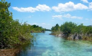 Manglares de Nichupté, complejo ecosistema de importancia ecológica y social en Cancún