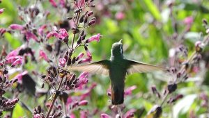 Reserva de la Biosfera Sierra La Laguna, principal santuario reproductivo del colibrí