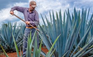 Cultivos de agave llegan al 90 por ciento en mecanización: SAGARPA