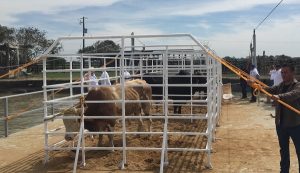 Llevan a cabo embalse y suelta de toros en Tlacotalpan