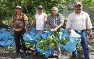 Logran precio récord, productores de La Isla en exportación de plátano macho a Estados Unidos