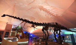 Luce renovado Museo de Historia Natural en la CDMX