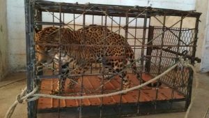 Rescata PROFEPA cachorro puma y Jaguar juvenil en Chihuahua