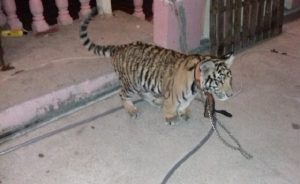 Asegura PROFEPA cachorro de Tigre de Bengala que paseaban en Salina Cruz, Oaxaca
