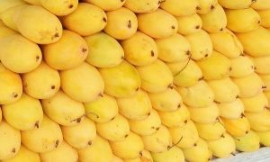 Campeche solo vende el 30 por ciento de su producción de mango: SDR