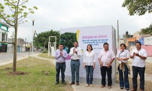 Realiza Centro rescate de tres ceibas y su reubicación en el parque de Indeco