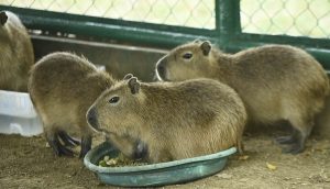 Aumenta Yumká su fauna con cuatro capibaras