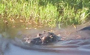 Hipopótamo “Tyson”, alto riesgo para la seguridad de las personas en las Choapas, Veracruz