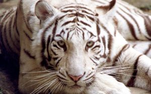 Traslada PROFEPA dos ejemplares de Tigre de Bengala al “Gran Santuario mexicano”