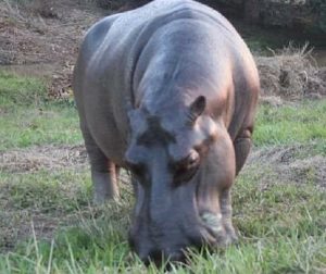 Tyzon el hipopótamo de las Choapas, Veracruz tiene su página de Facebook