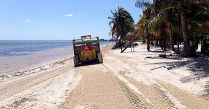 Redobla esfuerzos BJ en acciones de retiro de sargazo en las playas de Cancún
