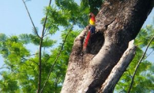 Registra PROFEPA anidación de Guacamayas en parque nacional de Palenque, Chiapas