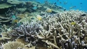 Los arrecifes artificiales ayudan a conservar los naturales