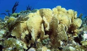Reubican pescadores nacionales arrecife coralino en la zona del Golfo de México