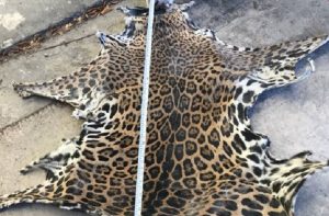 Asegura PROFEPA piel de Jaguar en domicilio dentro de la Reserva Biosfera Lagartos, en Yucatán