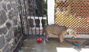 Asegura PROFEPA Jaguar juvenil en domicilio particular de Cuernavaca, Morelos